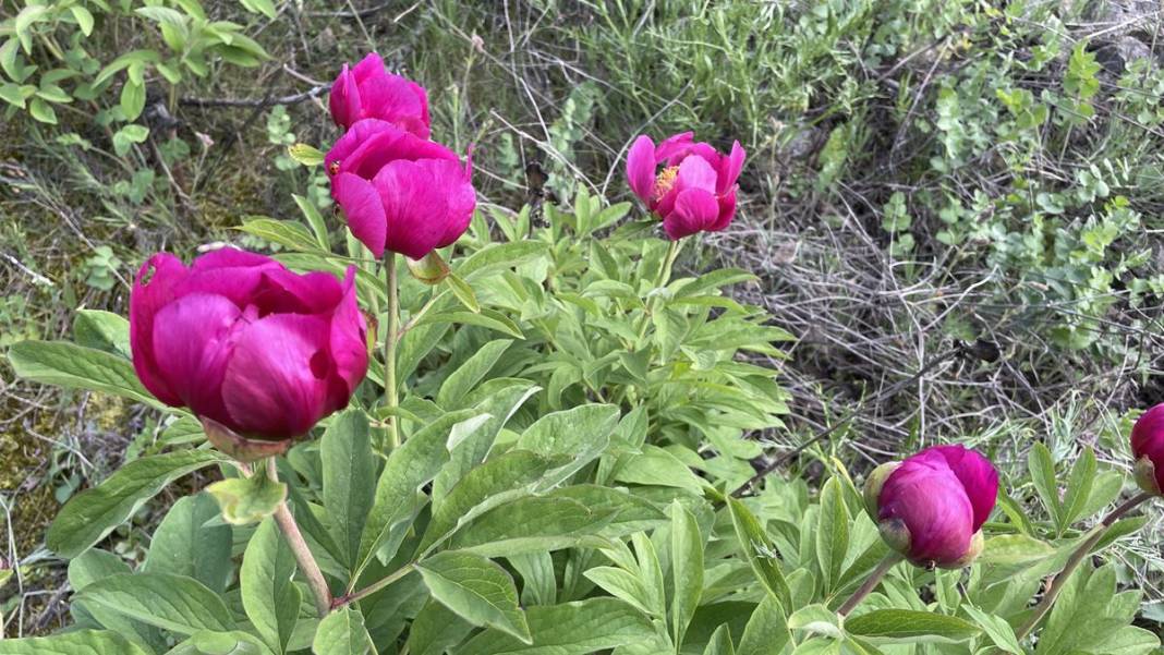 Şifa deposu fakat sadece 15 gün ömrü var! Ağrı kesici ve antioksidan etkiye sahip 15